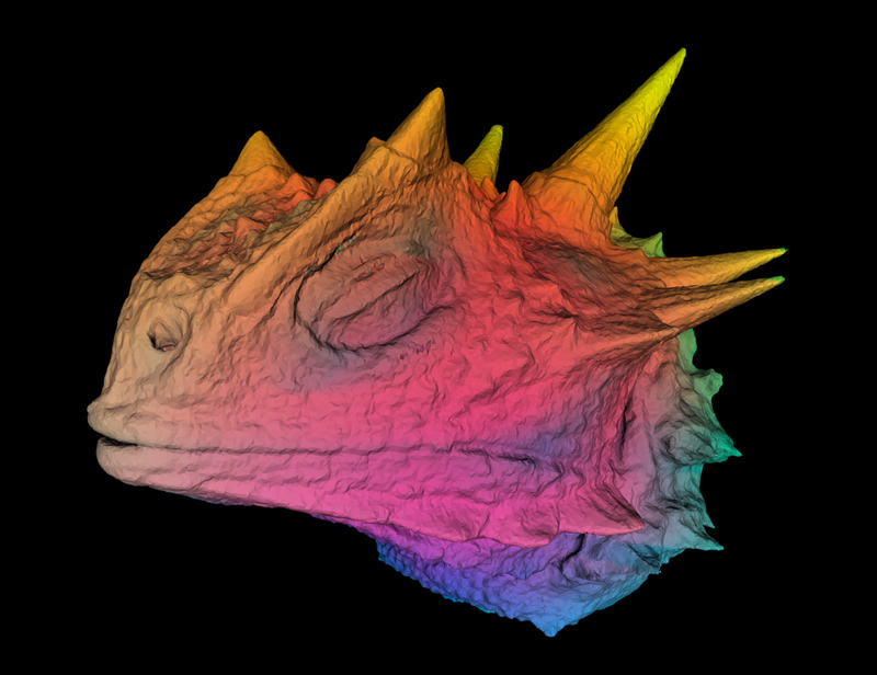 Horned Lizard image from X-ray CT